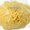 Hydréa London Grass Sea Sponge Caribbean