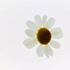 The Body ShopCamomile Sumptuous Cleansing Butter 20 ml